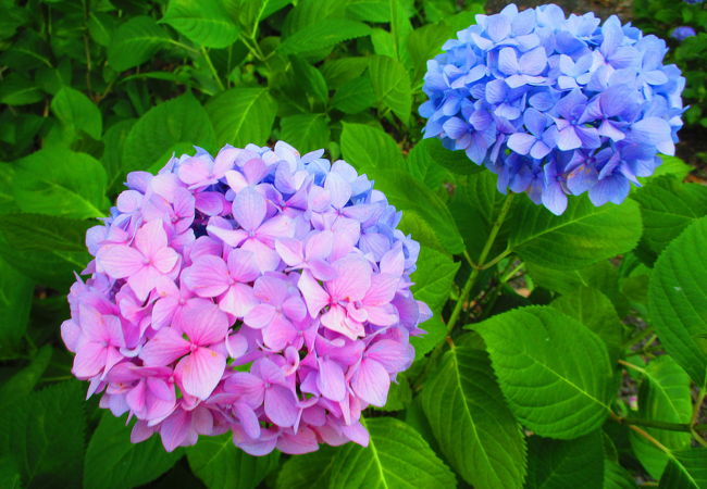 もりやま芦刈園 クチコミ アクセス 営業時間 守山 フォートラベル もりやま芦刈園 クチコミ アクセス 営業時間 守山 フォートラベル