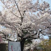 桜は寒河江高校側の園地が穴場