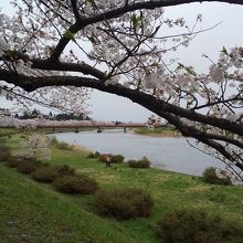 桧木内川堤の桜並木