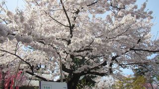 桜は寒河江高校側の園地が穴場