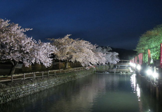 寒河江桜まつりでライトアップされるが…