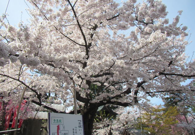 桜は寒河江高校側の園地が穴場