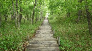 湿原は遠くに見えます