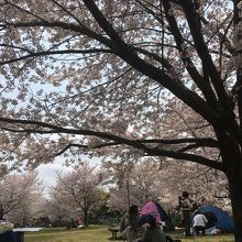 花見 By イチ 舎人公園のクチコミ フォートラベル