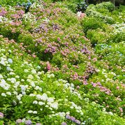 紫陽花に埋もれたいなら、ここ！