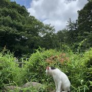 自然豊かな公園