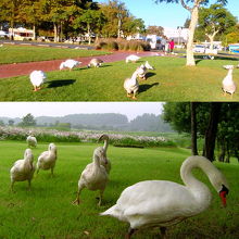 湖岸を闊歩するガチョウたち。写真下は仙波湖の白鳥の参考写真。