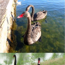 黒鳥のつがい。写真下は仙波湖の黒鳥の参考写真。