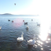 朝日を浴びる水鳥たち。