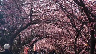 河津桜のトンネルを歩きながら春を満喫