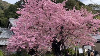 河津桜はこの一本から 枝ぶりが見事