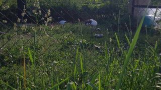 優雅なタンチョウ鶴