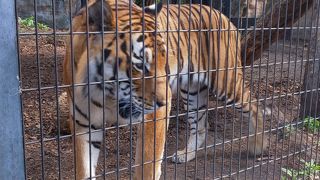 絵に描いたような姿