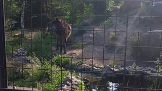 オオカミの遠吠え