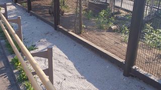 丸々としたカピバラ