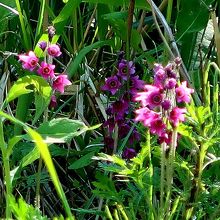 白いアツモリソウの横に咲いていたきれいな花