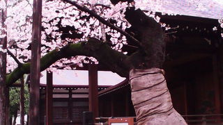お参りついでに「桜の標本木」や祭り屋台などで気軽に花見