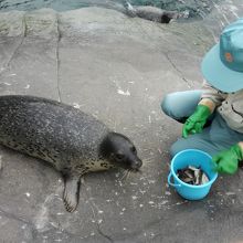アザラシの餌付け