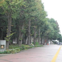 武蔵川公園の中央の道路と御殿前遺跡の位置関係を表しています。