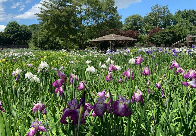 染谷花しょうぶ園 クチコミ アクセス 営業時間 大宮 フォートラベル