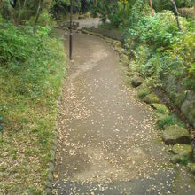 緑地の緑の吊り橋から、音無川の川床を利用した小径を見ています