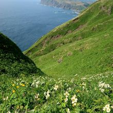 桃岩展望台コース中間地点のエゾノハクサンイチゲの群生地