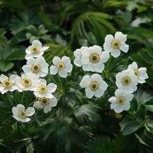 ６月見ごろを迎えたエゾノハクサンイチゲ