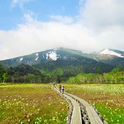 水芭蕉を見に　尾瀬ヶ原をハイキング