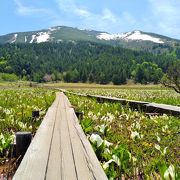 水芭蕉を見に山ノ鼻植物研究見本園を１周