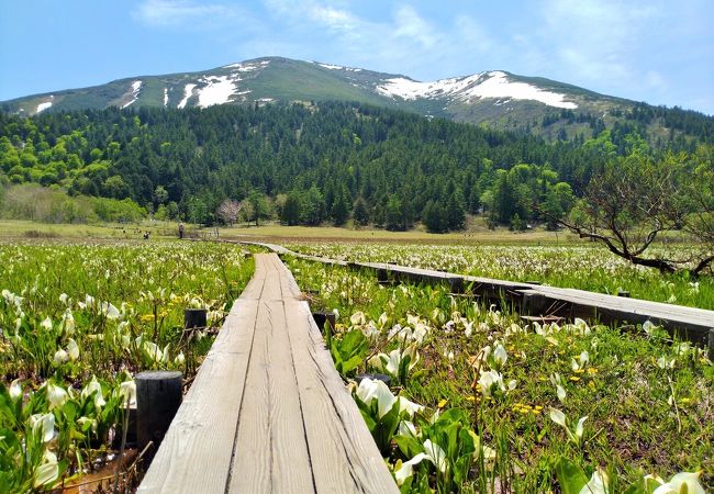 水芭蕉を見に山ノ鼻植物研究見本園を１周