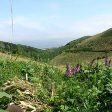 ここから香深のフェリーターミナル越しに利尻山が見えるはず。