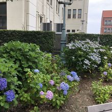 アジサイが咲く