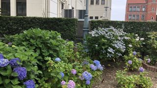 アジサイが咲く