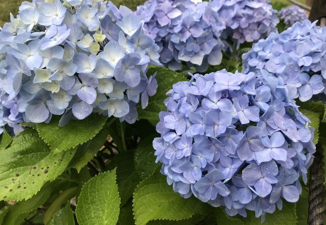 紫陽花が咲き誇る公園