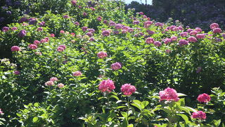山の傾斜一面に咲くアジサイ