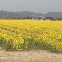 きれいな菜の花に囲まれていました。