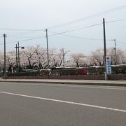 市内の中心を1.2K続く桜並木と春まつりが最高
