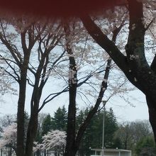 見事な桜並木でした