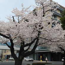 中央病院通りの桜です