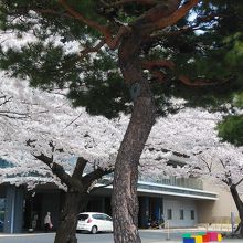 中央病院通りの桜と松のコントラストが良かったです