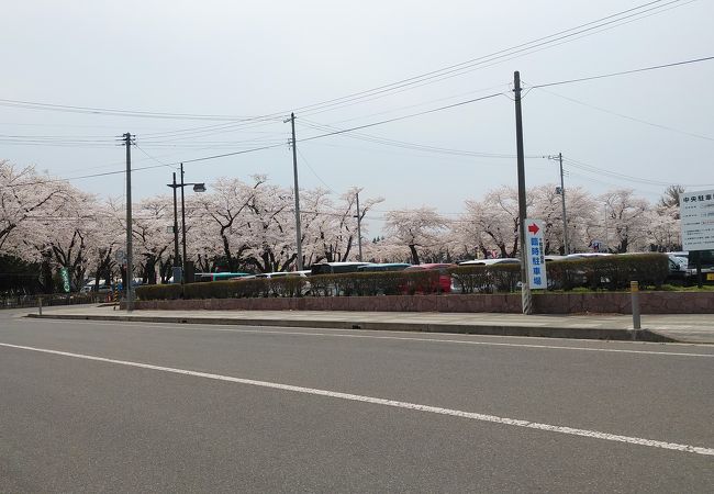 市内の中心を1.2K続く桜並木と春まつりが最高