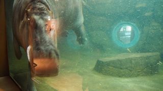 軽やかに泳ぐカバ