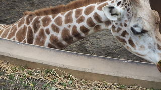 同じ高さの視線で見れる