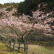 河津桜が見頃でした