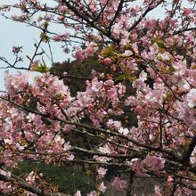 河津桜が見頃でした