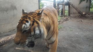 動物園では猛獣は必須