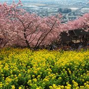 河津桜と菜の花が楽しめます