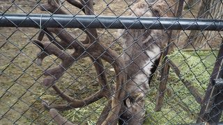 オスシカの角は迫力があり