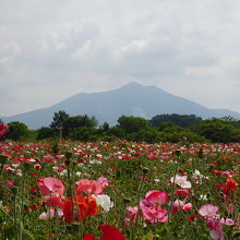 筑波山とポピーの花畑