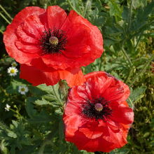 華やかなポピーの花